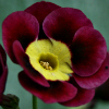 Primula Auricula Redcar